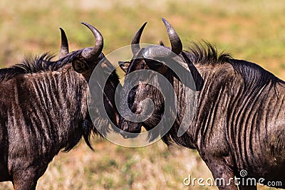 Blue Wildebeest Affections Wildlife Stock Photo