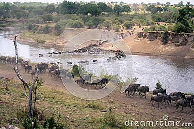 Blue wildebeest cross water in two lines Stock Photo