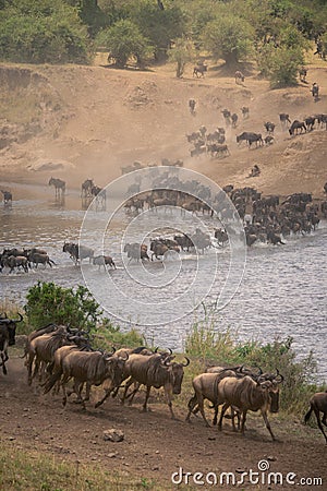 Blue wildebeest cross water in zigzag line Stock Photo