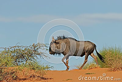 Blue wildebeest on dune Stock Photo