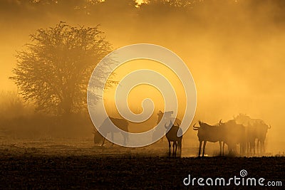 Blue wildebeest herd in dust at sunrise Stock Photo