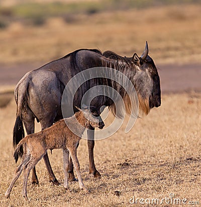 Blue Wildebeest mother with foal Stock Photo