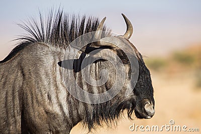 Blue wildebeest portrait Connochaetes taurinus Stock Photo