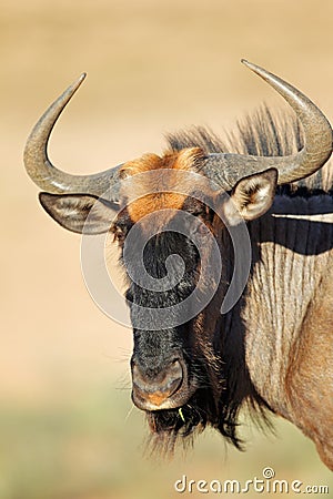 Blue wildebeest portrait Stock Photo