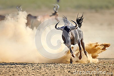 Blue wildebeest running on dusty plains Stock Photo