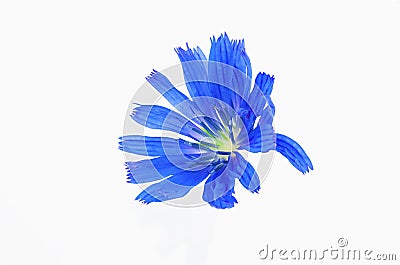 Blue wildflower closeup on white background, isolate Stock Photo