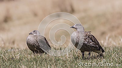 Blue-winged Geese in Meadow Stock Photo