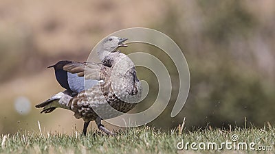 Blue-winged Goose Ruffling Her Feathers Stock Photo