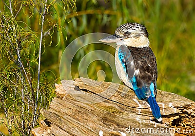 Blue winged kookaburra Stock Photo