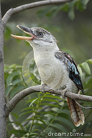 Blue-winged kookaburra Stock Photo