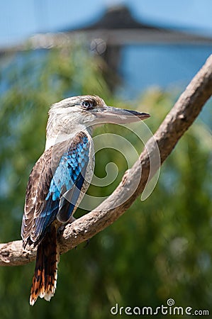 Blue-winged kookaburra Stock Photo