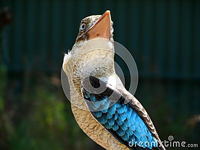 Blue winged kookaburra Stock Photo