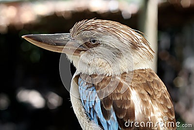 A Blue-Winged Kookaburra Stock Photo