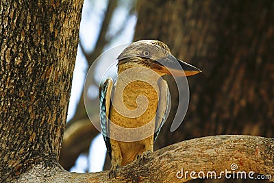 Blue-winged Kookaburra Stock Photo