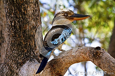 Blue-winged Kookaburra Stock Photo