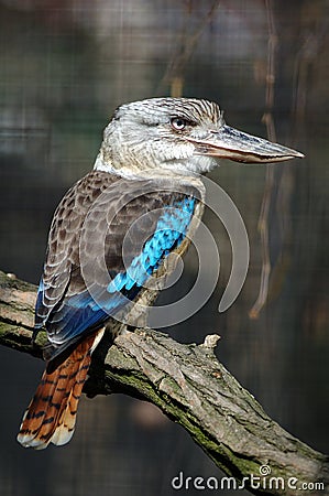 Blue-winged kookaburra (Dacelo leachii) Stock Photo
