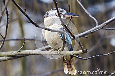 Blue-winged Kookaburra Stock Photo