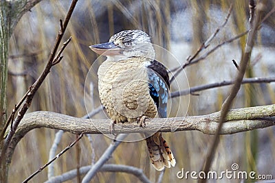 Blue-winged Kookaburra Stock Photo