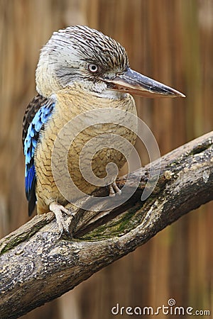 Blue-winged Kookaburra, Dacelo leachii, rare kingfisher bird from Australia, sitting on the branch Stock Photo