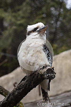 blue-winged kookaburra, Dacelo leachii, sits on a branch and observes the surroundings Stock Photo