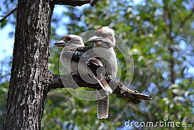 Blue Winged Kookaburra Stock Photo