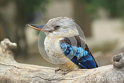 Blue-winged kookaburra Stock Photo