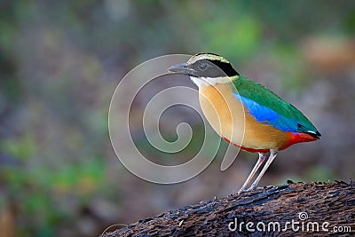 Blue-winged Pitta Stock Photo