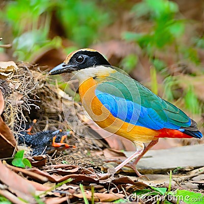 Blue-winged Pitta Stock Photo