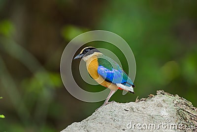 Blue winged Pitta bird [Pitta granatina] Stock Photo