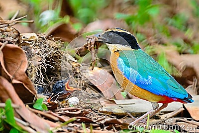 Blue-winged Pitta Stock Photo