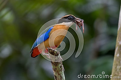 Blue-winged Pitta with earth worms. Stock Photo