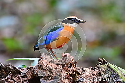 Blue-winged Pitta Stock Photo