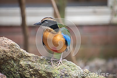 Blue-winged pitta, Pitta moluccensis. Birds watching. Portrait Stock Photo