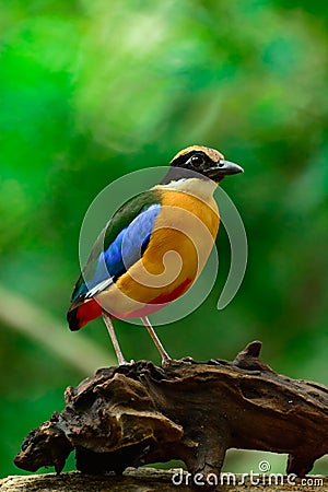 Blue-winged Pitta or Pitta moluccensis. Stock Photo