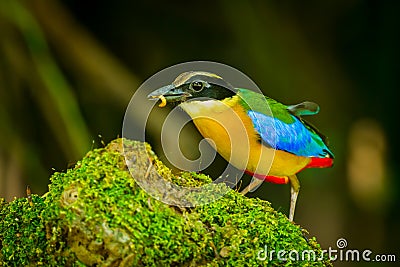 Blue-winged Pitta Stock Photo