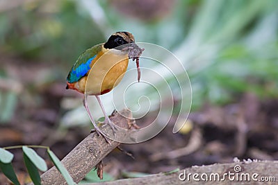 Blue-Winged Pitta beside my home Stock Photo