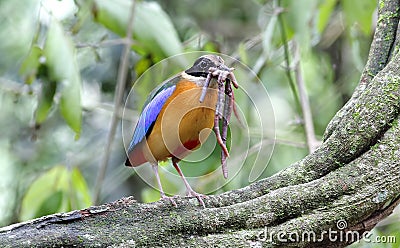 Blue winged Pitta Pitta moluccensis Stock Photo