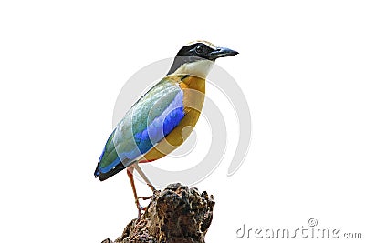 Blue winged Pitta Pitta moluccensis isolated White Background Stock Photo