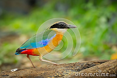 Blue-winged Pitta (Pitta moluccensis) Stock Photo