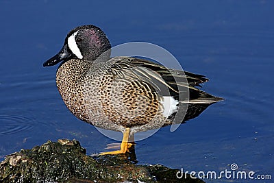 Blue-winged Teal Stock Photo