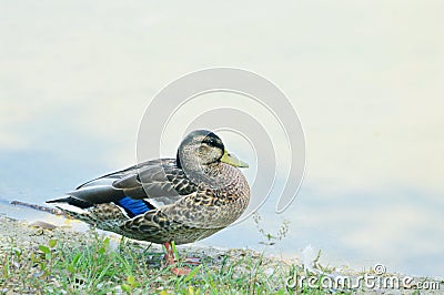Blue Winged Teal Duck Stock Photo