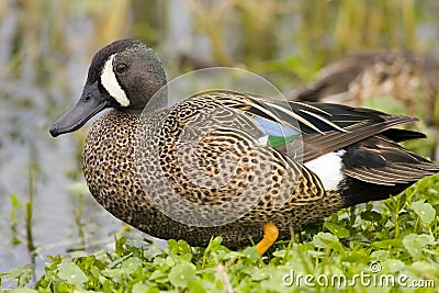 Blue-winged Teal resting Stock Photo