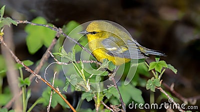 Blue Winged Warbler Stock Photo