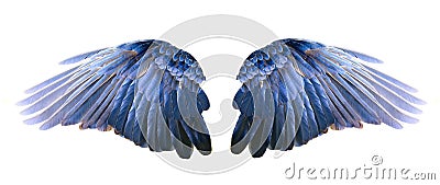 Blue wings Stock Photo