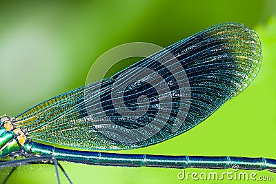 Blue wings dragonfly close up Stock Photo