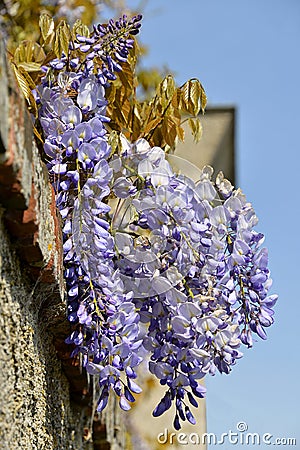 Blue wisteria Stock Photo