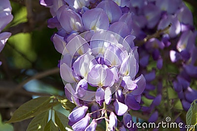 Blue wisteria on the tree at the park Stock Photo