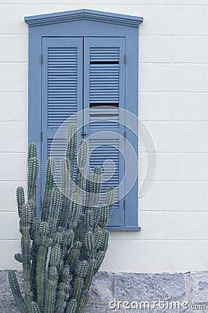 Blue wood shutters with cactus in front Stock Photo