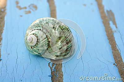 Blue wooden beach floor green sea shell Stock Photo
