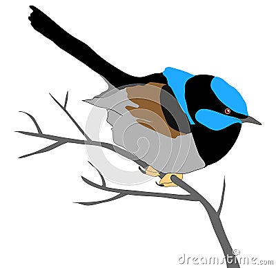 Blue Wren Vector Illustration